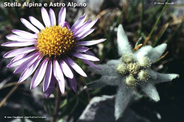 Flora e vegetazione di Livigno - Territorio - stella e astro alpino