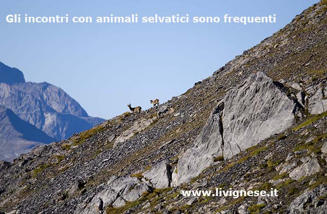 facile avvistare animali selvatici