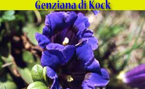 Genziana di Kock - Gentiana Kockiana - flora di Livigno Genziana di Kock - Gentiana Kockiana - flora di Livigno
