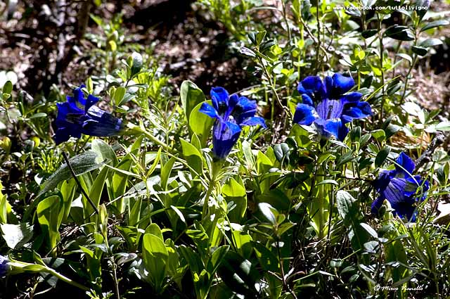 Flora di Livigno - Genziana di Kock - Gentiana Kockiana Flora di Livigno - Genziana di Kock - Gentiana Kockiana