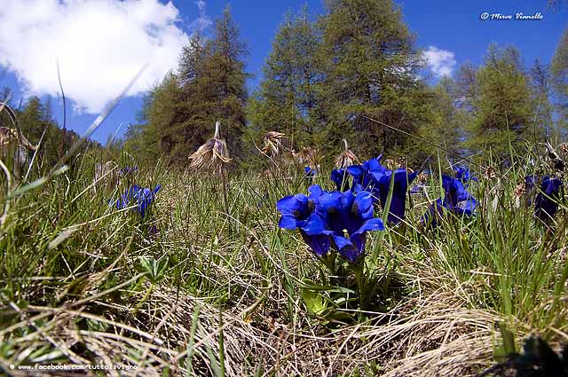 Flora di Livigno - Genziana di Kock - Gentiana Kockiana Flora di Livigno - Genziana di Kock - Gentiana Kockiana