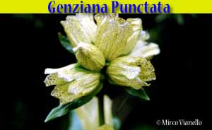 Genziana punteggiata - Gentiana punctata - flora di Livigno Genziana punteggiata - Gentiana punctata - flora di Livigno