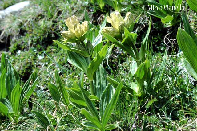Flora di Livigno - Genziana punteggiata - Gentiana punctata Flora di Livigno - Genziana punteggiata - Gentiana punctata