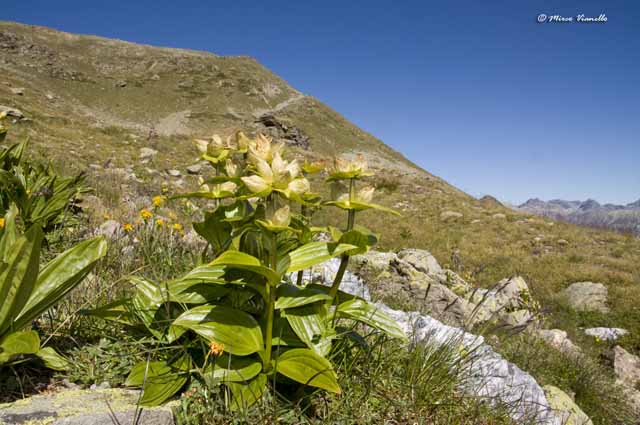 Flora di Livigno - Genziana punteggiata - Gentiana punctata Flora di Livigno - Genziana punteggiata - Gentiana punctata