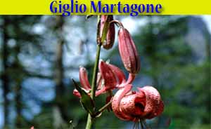 Giglio martagone - Lillium Martagon - flora di Livigno Giglio martagone - Lillium Martagon - flora di Livigno