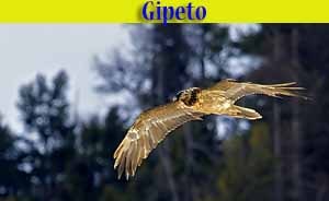 Gipeto - Gypaëtus barbatus - Avvoltoio degli agnelli- animali selvatici di di Livigno