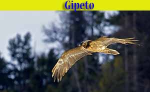 Gipeto - Gypaëtus barbatus - Avvoltoio degli agnelli - animali selvatici di di Livigno Gipeto - Gypaëtus barbatus - Avvoltoio degli agnelli- animali selvatici di di Livigno