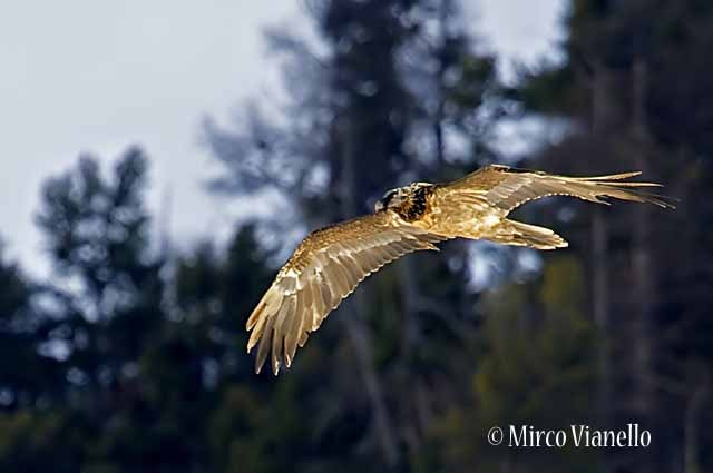 Fauna di Livigno - Gipeto - Gypaëtus barbatus - Avvoltoio degli agnelli - in volo 