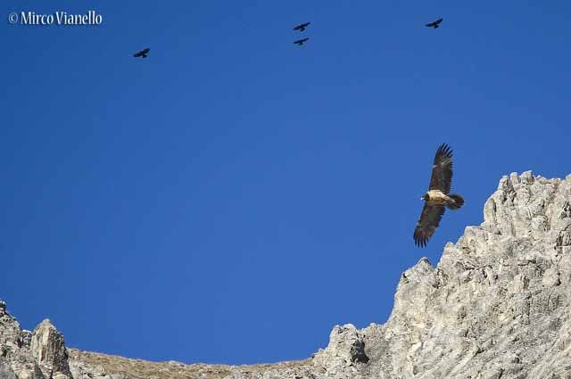 Fauna di Livigno - Gipeto - Gypaëtus barbatus - Avvoltoio degli agnelli  volo radente 