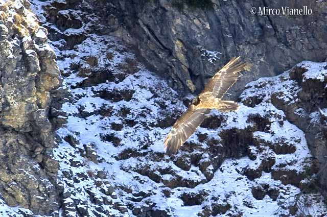 Gipeto - Gypaëtus barbatus - volo sfiorando le rocce alla ricerca di carcasse Fauna di Livigno - Gipeto - Gypaëtus barbatus - Avvoltoio degli agnelli - a sfiorar le rocce