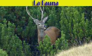 Fauna Livigno vai alla pagina la_fauna.php