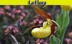 Flora di Livigno vai alla pagina la_flora.php