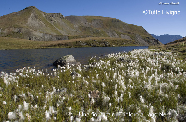 Fioritura di Erioforo al Lago Nero Fioritura di Erioforo al Lago Nero
