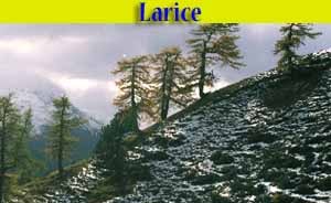 Larice - Larix - flora - alberi di Livigno