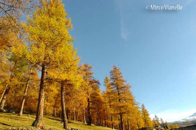 Flora di Livigno: Alberi - Larice - Larix decidua 