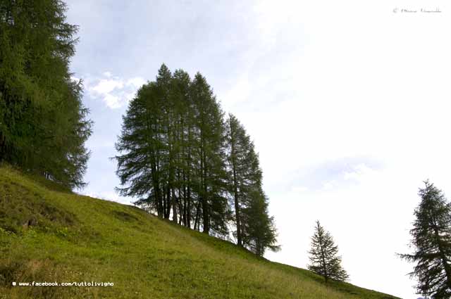 Larice - Larix decidua - Flora di Livigno: Alberi - Flora di Livigno: Alberi - Larice - Larix decidua