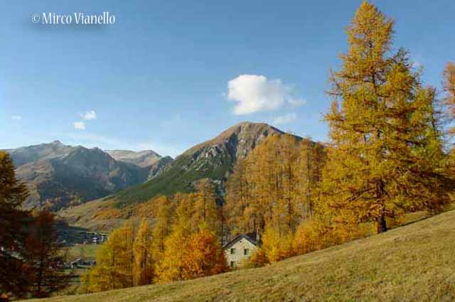 Flora di Livigno: Alberi - Larice - Larix decidua 