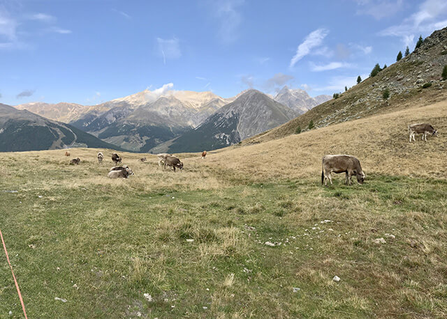 Mucche al pascolo - sullo sfondo il monte Motto - Cima Cavalli - Piz Salient  Mucche al pascolo - sullo sfondo il monte Motto - Cima Cavalli - Piz Salient