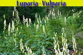 Luparia - Vulparia - Aconitum lycoctonum - flora di Livigno Luparia - Vulparia - Aconitum lycoctonum - flora di Livigno