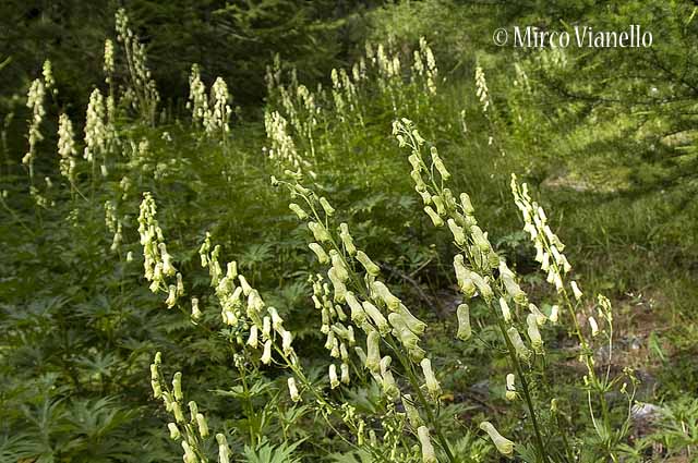Flora di Livigno - Luparia - Vulparia - Aconitum lycoctonum Flora di Livigno - Luparia - Vulparia - Aconitum lycoctonum