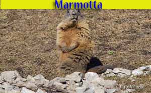 Marmotta - Marmota marmota - animali selvatici di di Livigno