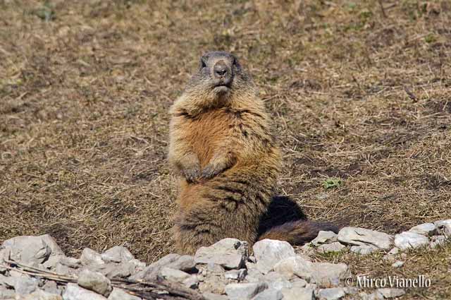 Fauna di Livigno - Marmotta - Marmota marmota - a Maggio 