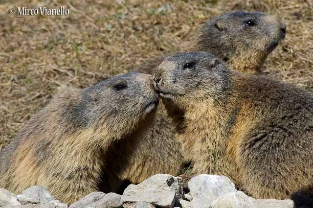 Fauna di Livigno - Marmotta - Marmota marmota - affettuositá 