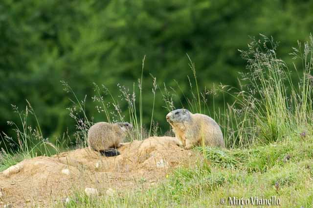 Fauna di Livigno - Marmotta - Marmota marmota - a lezione da mamma 