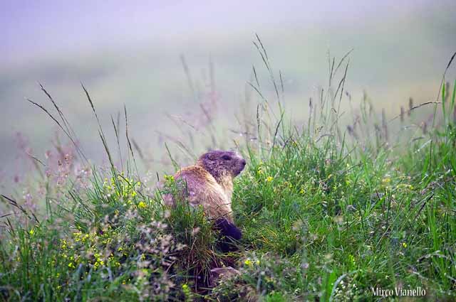 Fauna di Livigno - Marmotta - Marmota marmota - mattino presto estate