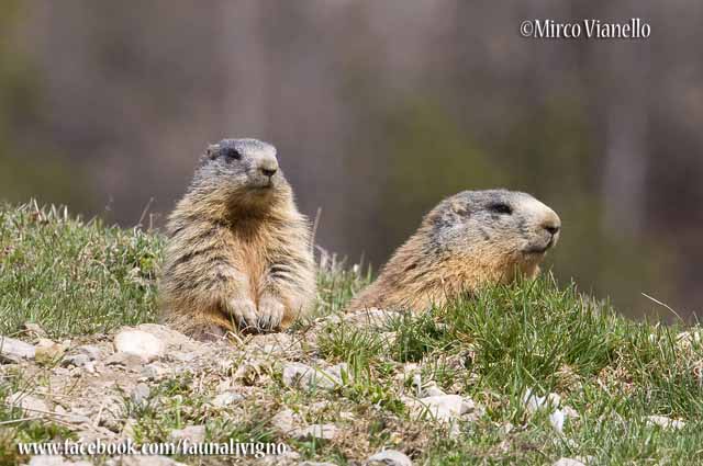 Fauna di Livigno - Marmotta - Marmota marmota - all'imbocco della tana