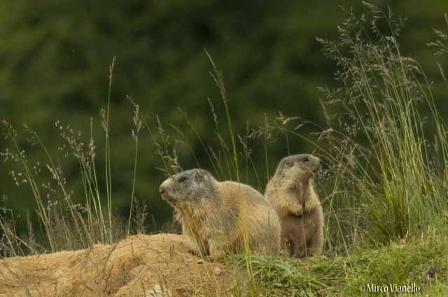 Fauna di Livigno - Marmotta - Marmota marmota - sempre all'erta