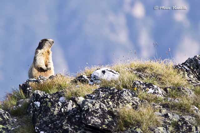 Fauna di Livigno - Marmotta - Marmota marmota - di vedetta