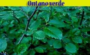 Ontano verde - Alnus viridis - flora - alberi di Livigno Ontano verde - Alnus viridis - flora - alberi di Livigno