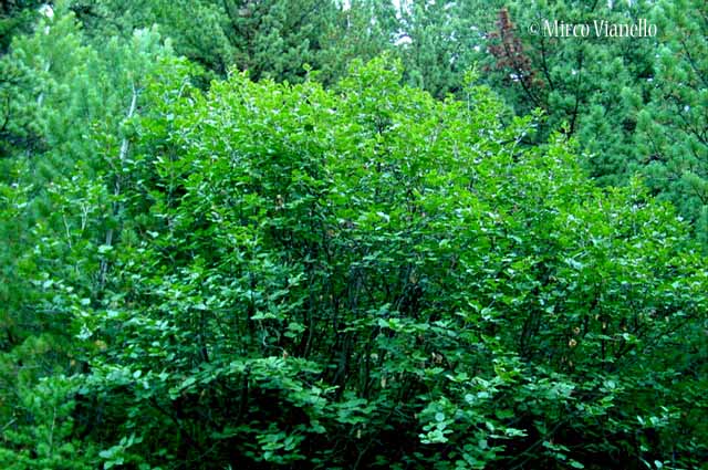 Flora di Livigno: Alberi - Ontano verde - Alnus viridis 