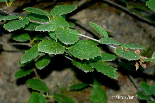 Flora di Livigno: Alberi - Ontano verde - Alnus viridis 