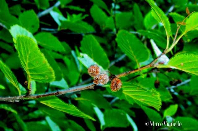 Flora di Livigno: Alberi - Ontano verde - Alnus viridis 
