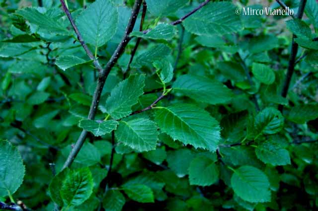 Flora di Livigno: Alberi - Ontano verde - Alnus viridis 