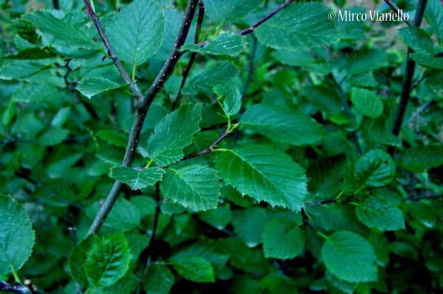 Ontano verde - Alnus viridis - Flora di Livigno: Alberi - Flora di Livigno: Alberi - Ontano verde - Alnus viridis