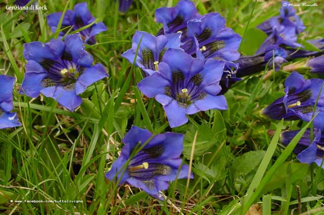 Livigno - Progetto Parco del Livignese - Fiori - genziana di Kock