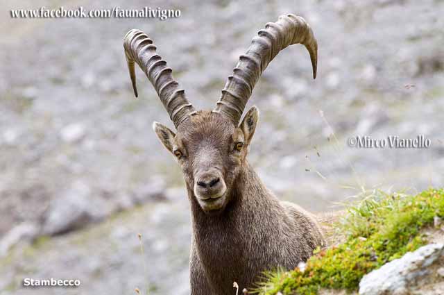 Livigno - Progetto Parco del Livignese - animali - Stambecco