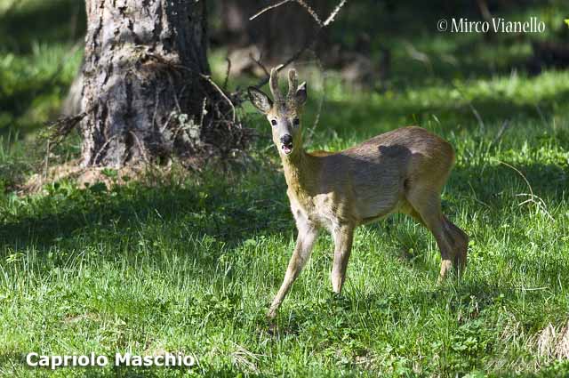 Livigno - Progetto Parco del Livignese animali - capriolo