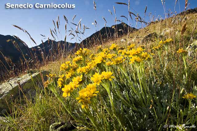 Livigno - Progetto Parco del Livignese - fiori - Senecio Carniocolus