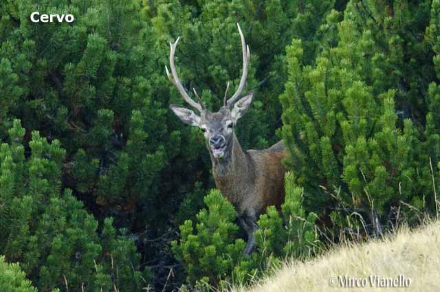 Livigno - Progetto Parco del Livignese - animali - un cervo