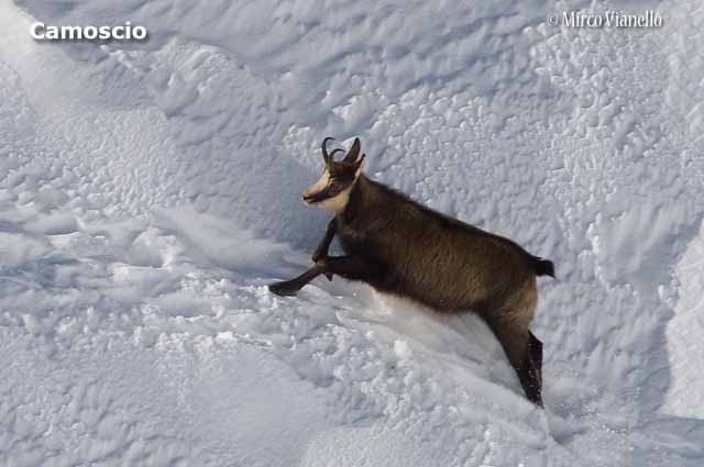 Livigno - Progetto Parco del Livignese - animali - un camoscio