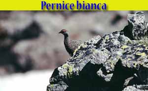 Pernice bianca - Lagopus mutus - animali selvatici di di Livigno