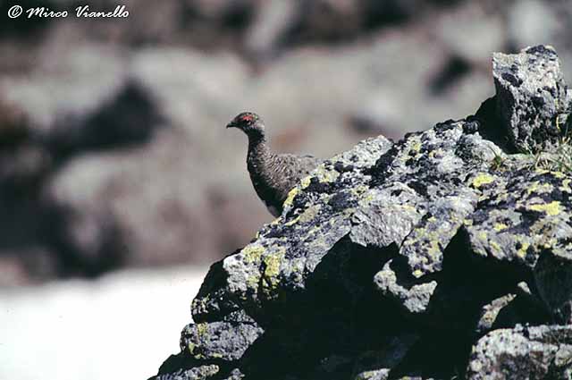 Fauna di Livigno - Pernice bianca - Lagopus mutus - estate 