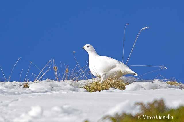 Fauna di Livigno - Pernice bianca - Lagopus mutus  livrea invernale