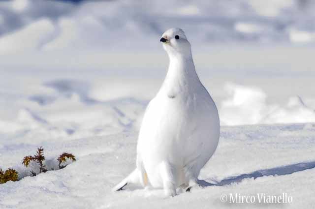 Fauna di Livigno - Pernice bianca - Lagopus mutus - una bellissima femmina