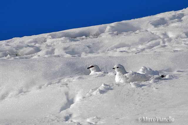 Fauna di Livigno - Pernice bianca - Lagopus mutus - maschio e femmina in buche nella neve
