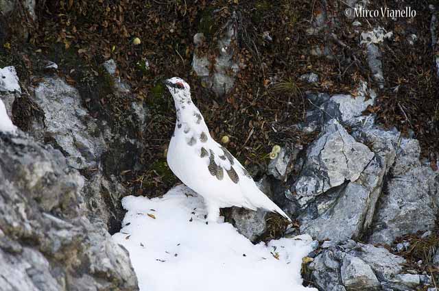 Fauna di Livigno - Pernice bianca - Lagopus mutus - maschio in livrea autunnale